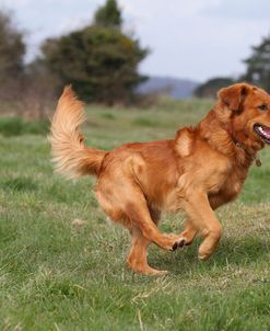 CQ2R3154Retriever – Golden