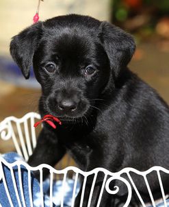 CQ2R3414Retriever – Black Labrador