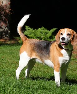 CQ2R3658Beagle