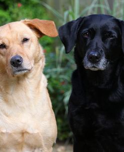 CQ2R3770Retriever – Labrador