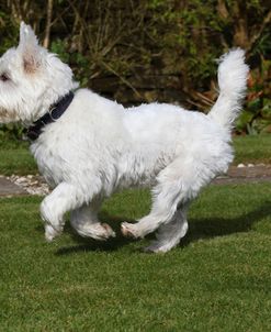 CQ2R3782Terrier – West Highland White