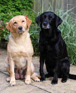 CQ2R3787Retriever – Labrador