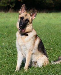 CQ2R3315Shepherd – German