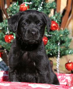 CQ2R3334Retriever – Black Labrador