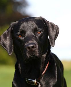 CQ2R3339A Retriever – Black Labrador