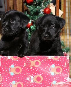 CQ2R3363Retriever – Black Labrador