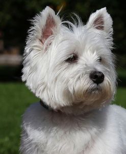 CQ2R3865Terrier – West Highland White