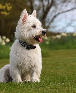 CQ2R3912Terrier – West Highland White