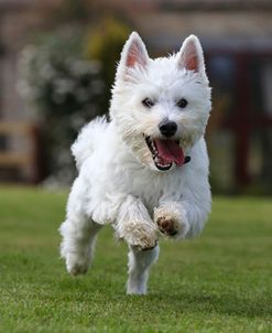 CQ2R3939Terrier – West Highland White