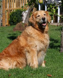 CQ2R3974Retriever – Golden