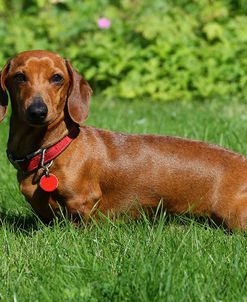 CQ2R4067Dachshund – Smooth-haired Miniature