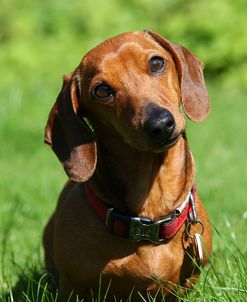 CQ2R4068Dachshund – Smooth-haired Miniature