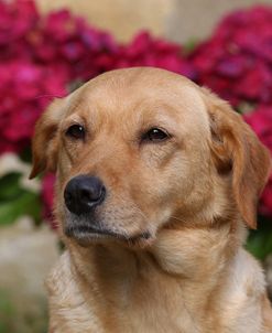 CQ2R3807Retriever – Yellow Labrador