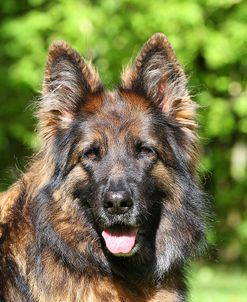 CQ2R3816Shepherd – German Long-haired