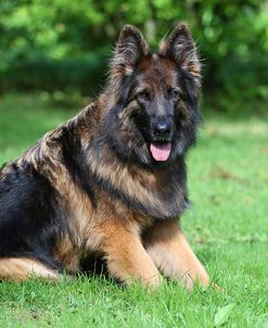 CQ2R3828Shepherd – German Long-haired