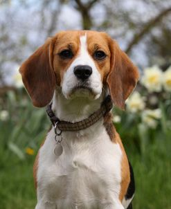 CQ2R4242Beagle