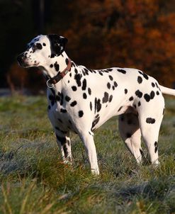 CQ2R4436Dalmatian