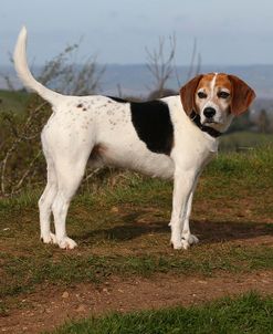 CQ2R4136Beagle