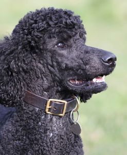 CQ2R4148Poodle – Standard