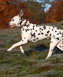 CQ2R4474Dalmatian