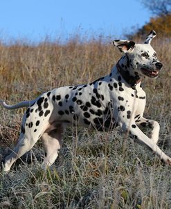 CQ2R4505Dalmatian