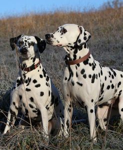 CQ2R4516Dalmatian