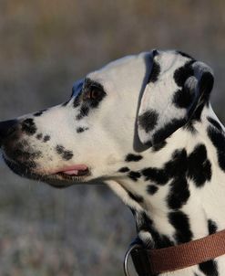 CQ2R4519Dalmatian