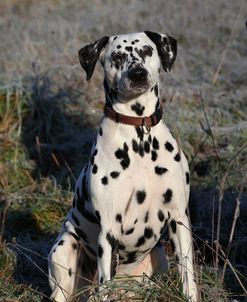 CQ2R4521Dalmatian