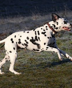 CQ2R4546Dalmatian