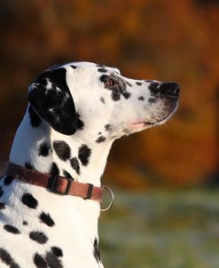 CQ2R4449Dalmatian