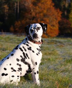 CQ2R4451Dalmatian