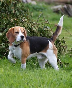 CQ2R4452Beagle