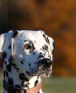 CQ2R4456Dalmatian