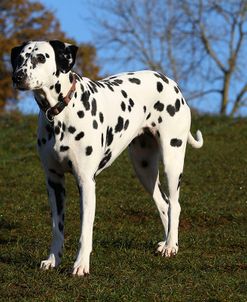 CQ2R4626Dalmatian