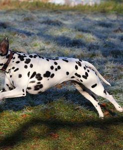 CQ2R4627Dalmatian