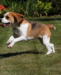 CQ2R4645Beagle