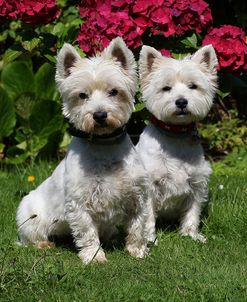 CQ2R4663Terrier – West Highland White