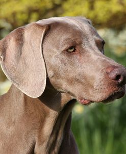 CQ2R4917Weimaraner