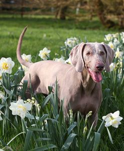 CQ2R5020Weimaraner