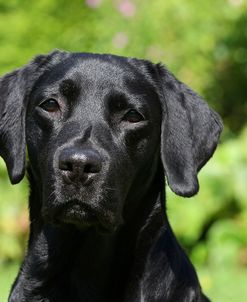 CQ2R4563Retriever – Black Labrador