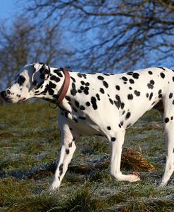 CQ2R4584Dalmatian