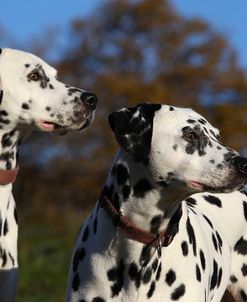 CQ2R4600Dalmatian