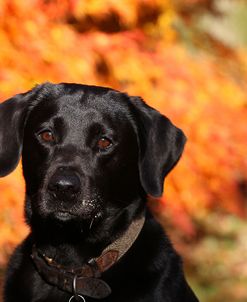 CQ2R5347Retriever – Black Labrador