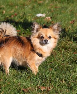 CQ2R5161Chihuahua