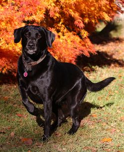 CQ2R5336Retriever – Black Labrador