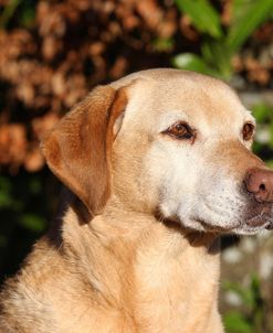 CQ2R5522Retriever – Yellow Labrador