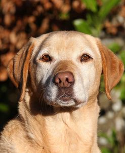 CQ2R5530Retriever – Yellow Labrador