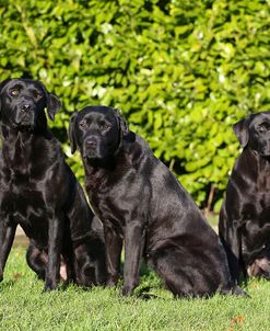 CQ2R5595Retriever – Black Labrador