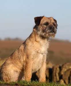 CQ2R5489Terrier – Border