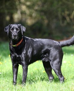 CQ2R5518Retriever – Black Labrador